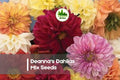 Dahlia Seeds - 100+ Deanna’s Dahlias Exotic Mix, Vibrant Multi-Color Blooms, Easy to Grow, Cut Flowers & Garden Borders