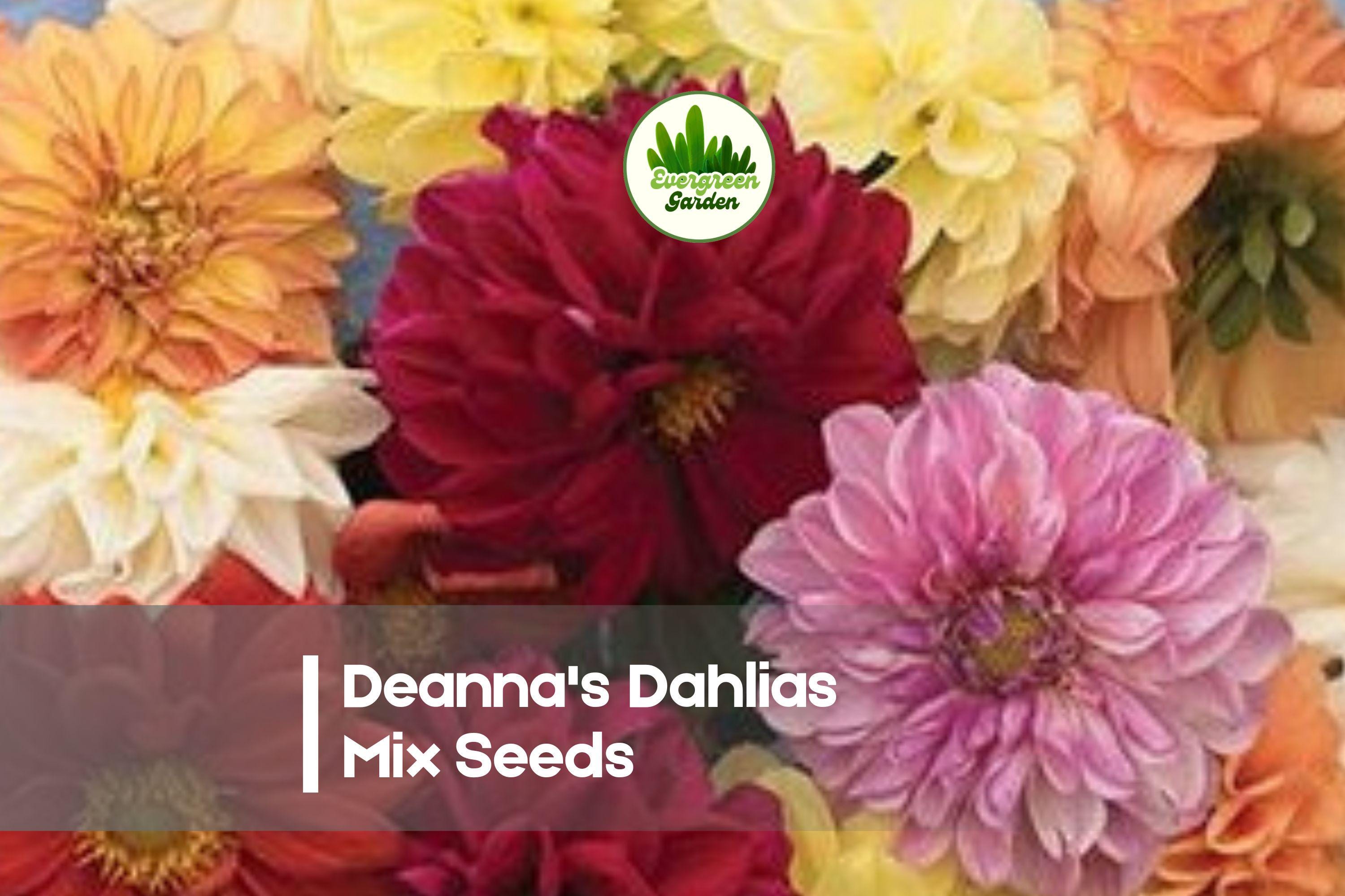 Dahlia Seeds - 100+ Deanna’s Dahlias Exotic Mix, Vibrant Multi-Color Blooms, Easy to Grow, Cut Flowers & Garden Borders