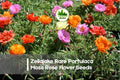 Zellajake Rare Portulaca Moss Rose Flower Seeds - Happy Trails Portulaca grandiflora, Bright Colorful Blooms, Drought Tolerant, Ground Cover, Baskets