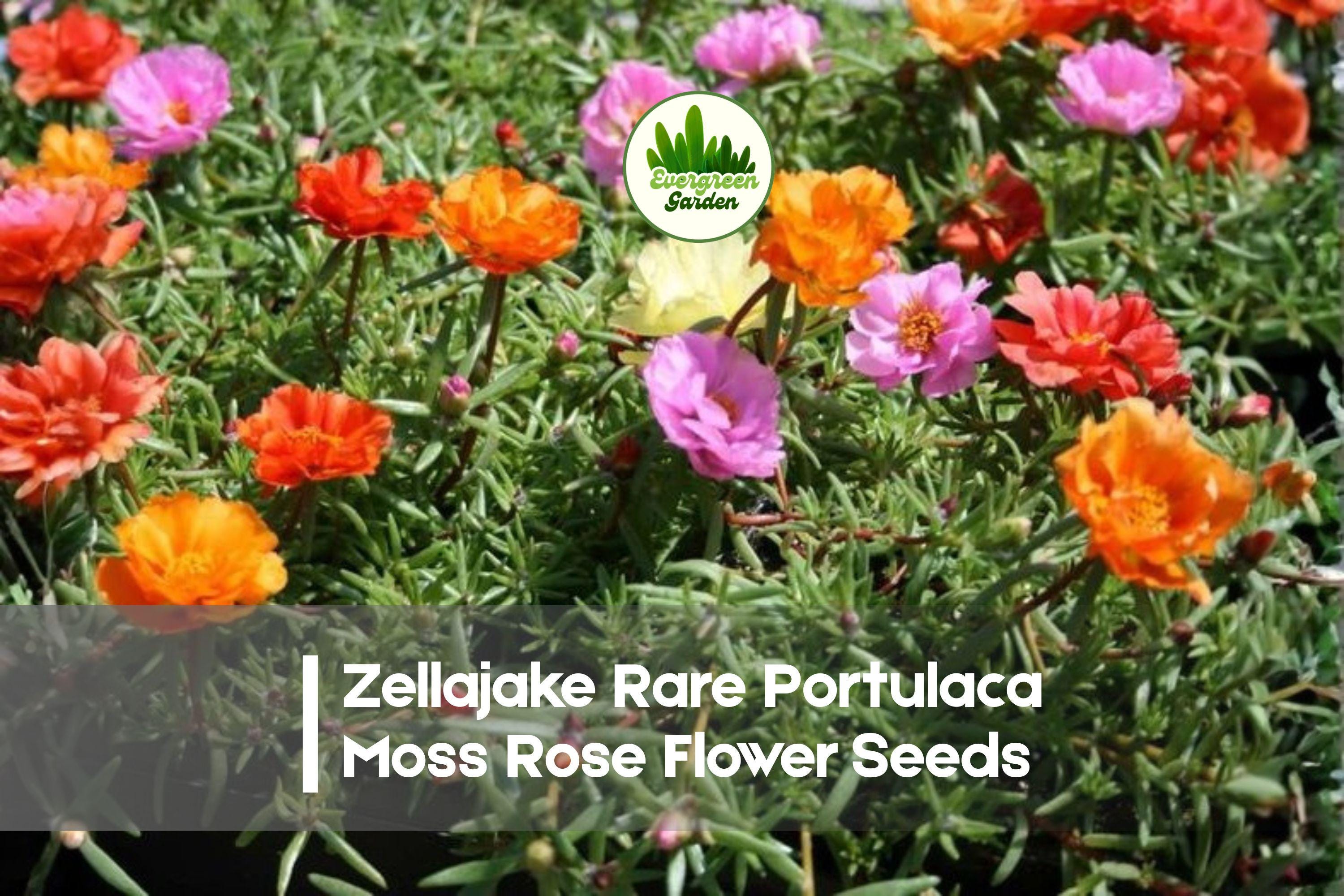 Zellajake Rare Portulaca Moss Rose Flower Seeds - Happy Trails Portulaca grandiflora, Bright Colorful Blooms, Drought Tolerant, Ground Cover, Baskets