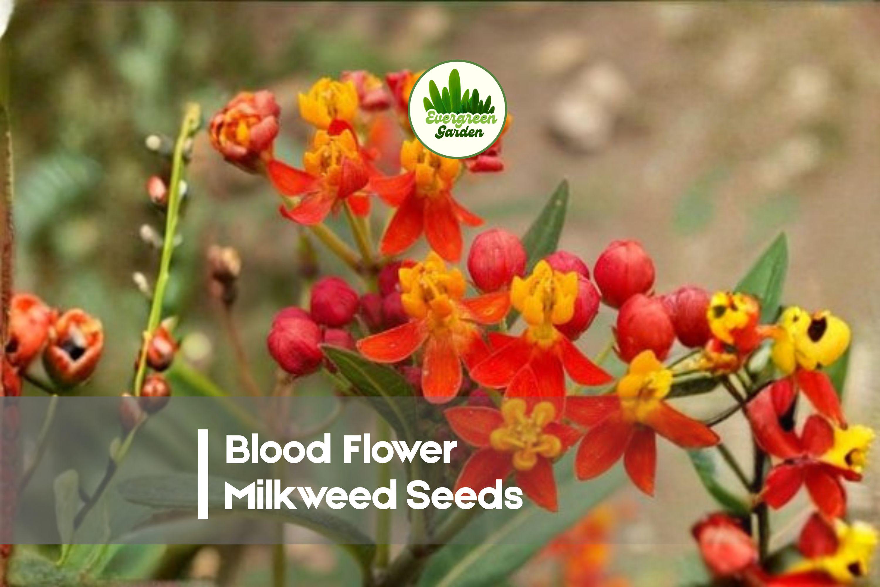 Blood Flower Milkweed Seeds - 25 Pack, Asclepias curassavica, Bright Red-Orange Blooms, Butterfly & Pollinator Garden Seeds