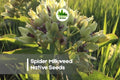 Spider Milkweed Seeds - 50 Native Wildflower Seeds for Pollinator Gardens, Drought Tolerant, Asclepias viridis