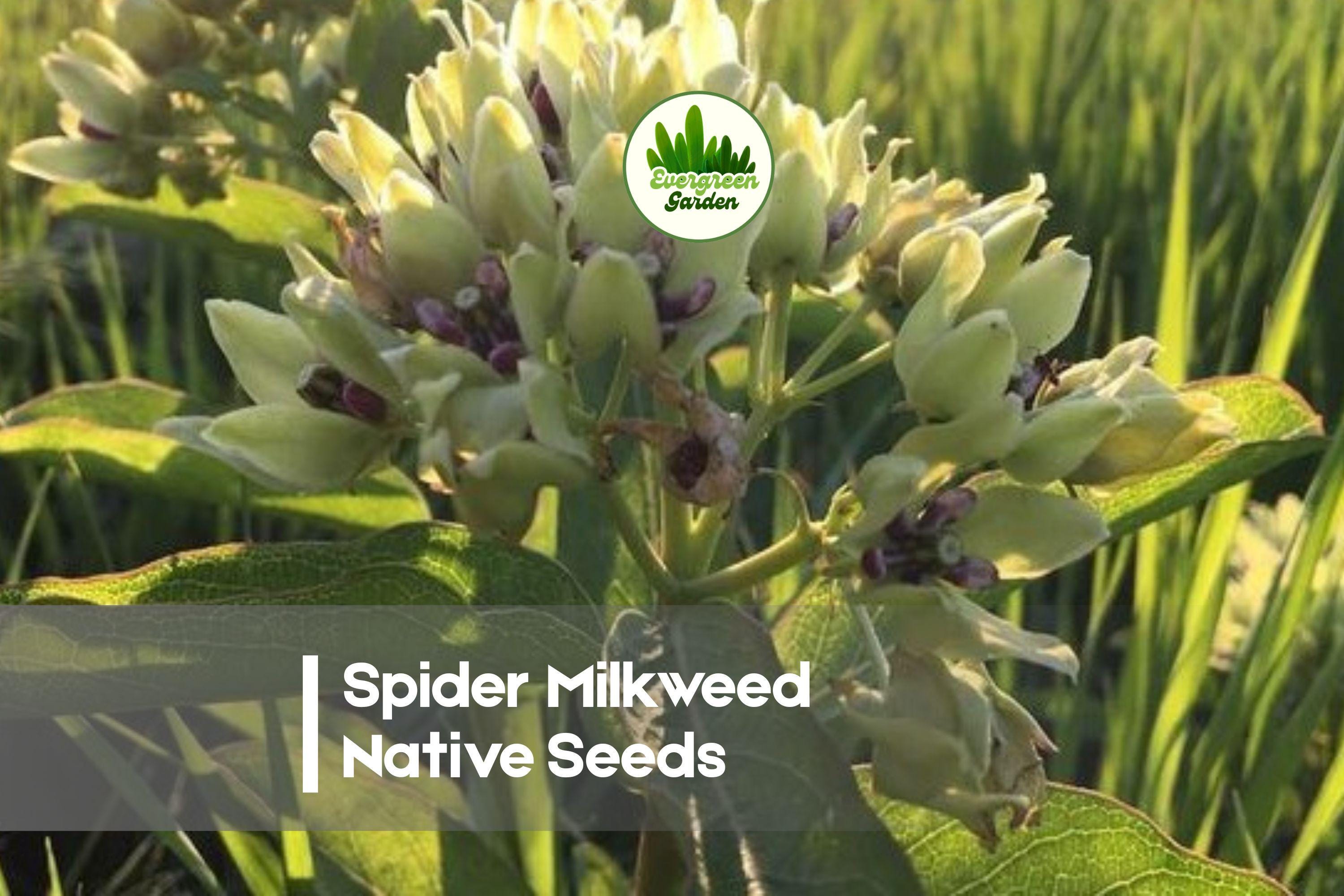 Spider Milkweed Seeds - 50 Native Wildflower Seeds for Pollinator Gardens, Drought Tolerant, Asclepias viridis