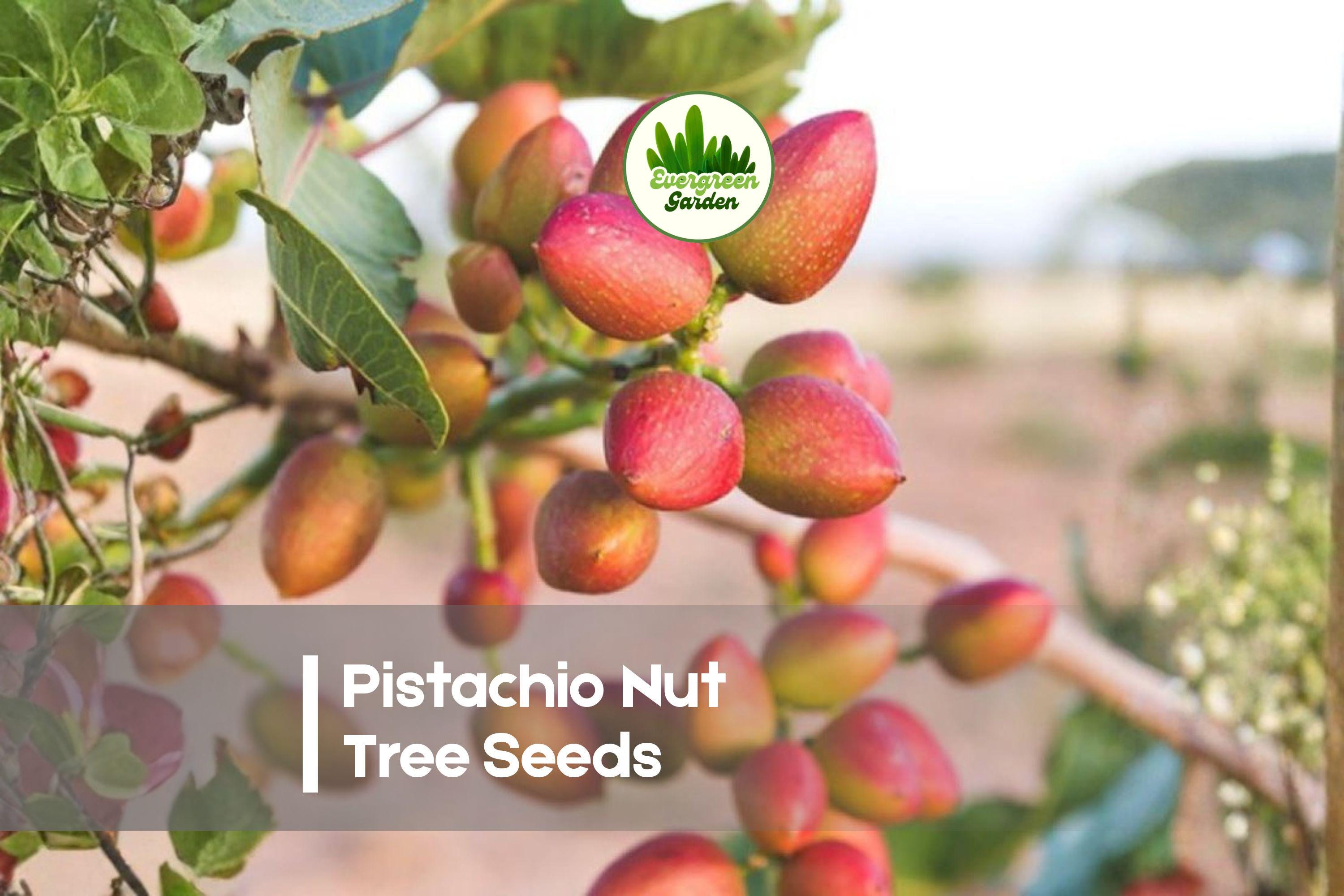 Pistachio Nut Tree Seeds Set of 6 | Pistacia vera | Drought Tolerant, Ornamental, Full Sun