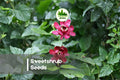 5 Sweetshrub Seeds - Calycanthus floridus, Ornamental Flowering Shrub for Borders & Shade Gardens