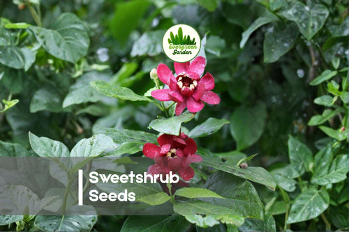 5 Sweetshrub Seeds - Calycanthus floridus, Ornamental Flowering Shrub for Borders & Shade Gardens