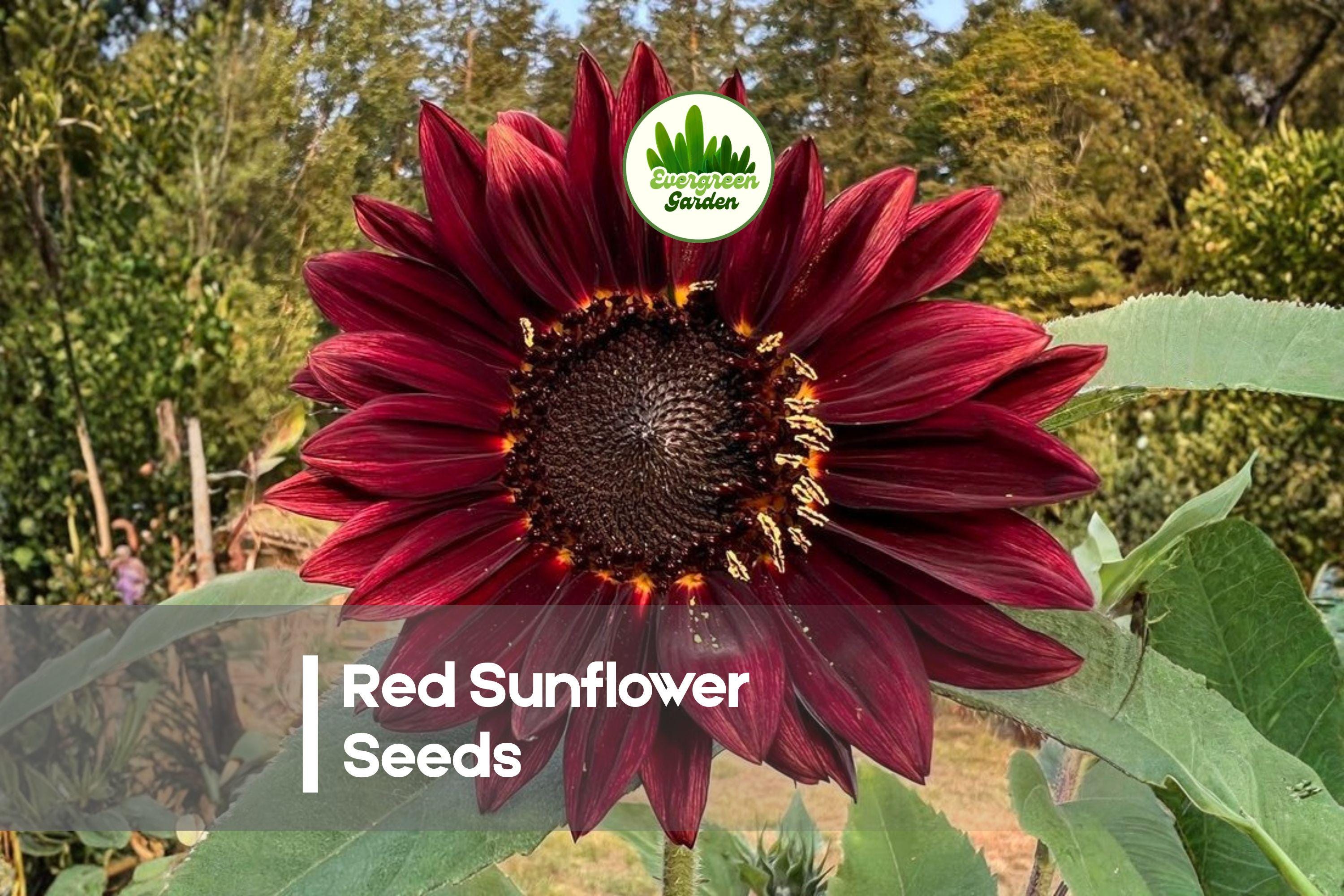 Red Sunflower Seeds – Helianthus annuus, 20 Pack, Vibrant Burgundy Blooms, Easy-Grow Annual for Gardens, Borders & Cut Flowers