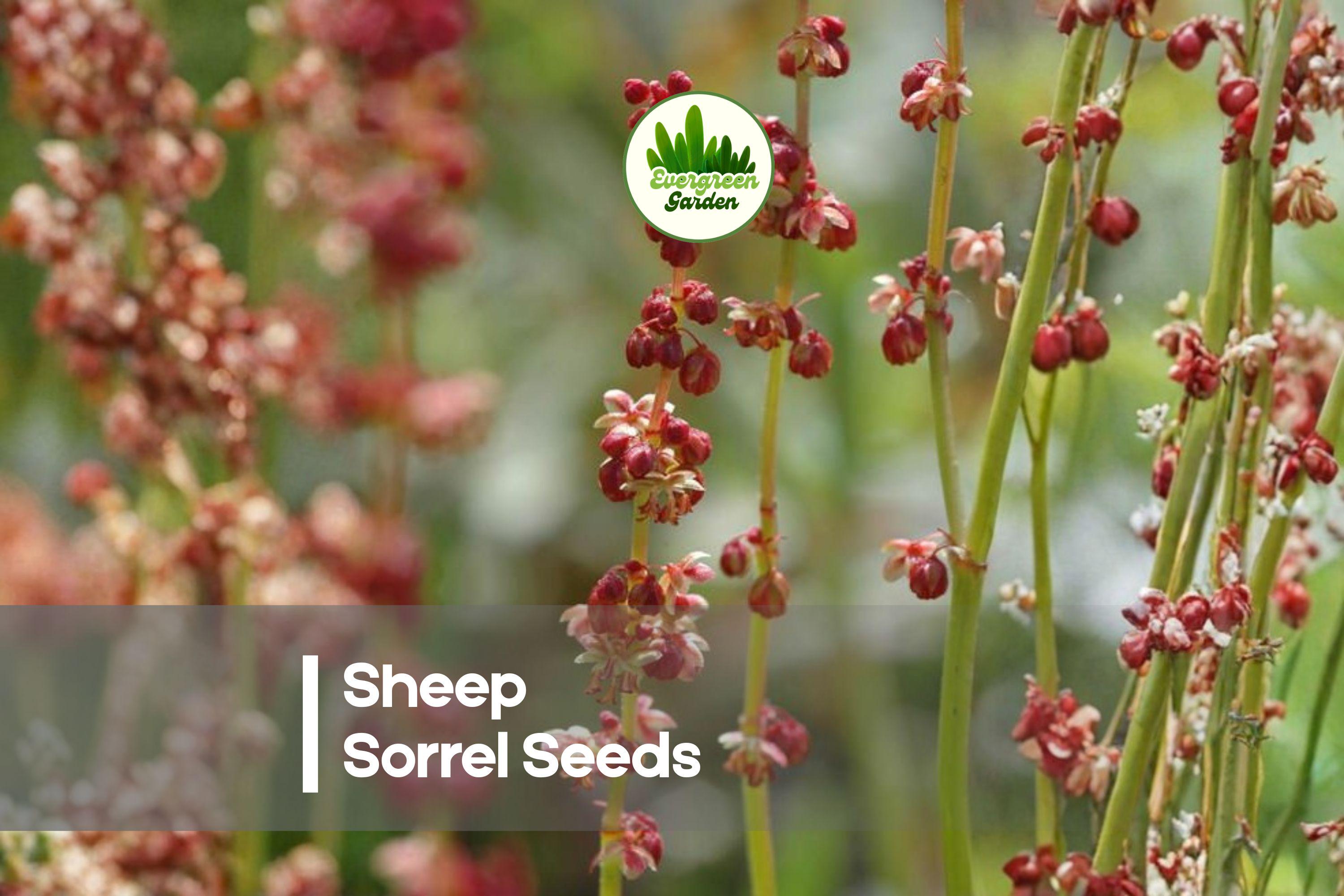 100 Coleus scutellarioides Seeds - Rare Chocolate Mint Foliage for Pots, Shade Gardens, Indoor & Outdoor Planting