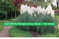 Giant White Pampas Grass Seeds – 100+ Cortaderia selloana Ornamental Grass for Landscaping & Borders