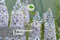 Wild Hyacinth Seeds - 50 Camassia scilloides Perennial Native Wildflower for Gardens & Pollinators