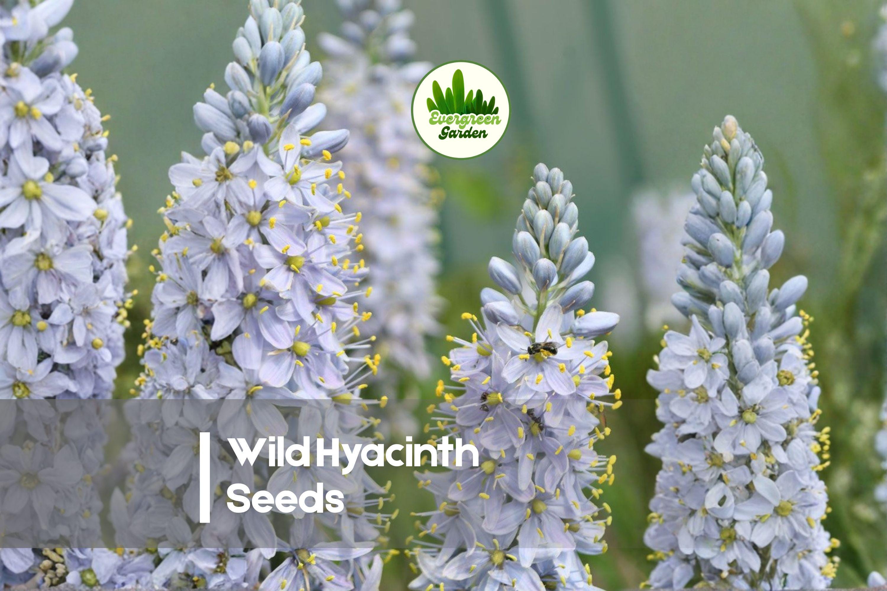 Wild Hyacinth Seeds - 50 Camassia scilloides Perennial Native Wildflower for Gardens & Pollinators