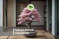 10 Sakura Bonsai Tree Seeds - Prunus serrulata Flowering Cherry Blossom Seeds for Bonsai, Patio Pots & Garden Displays