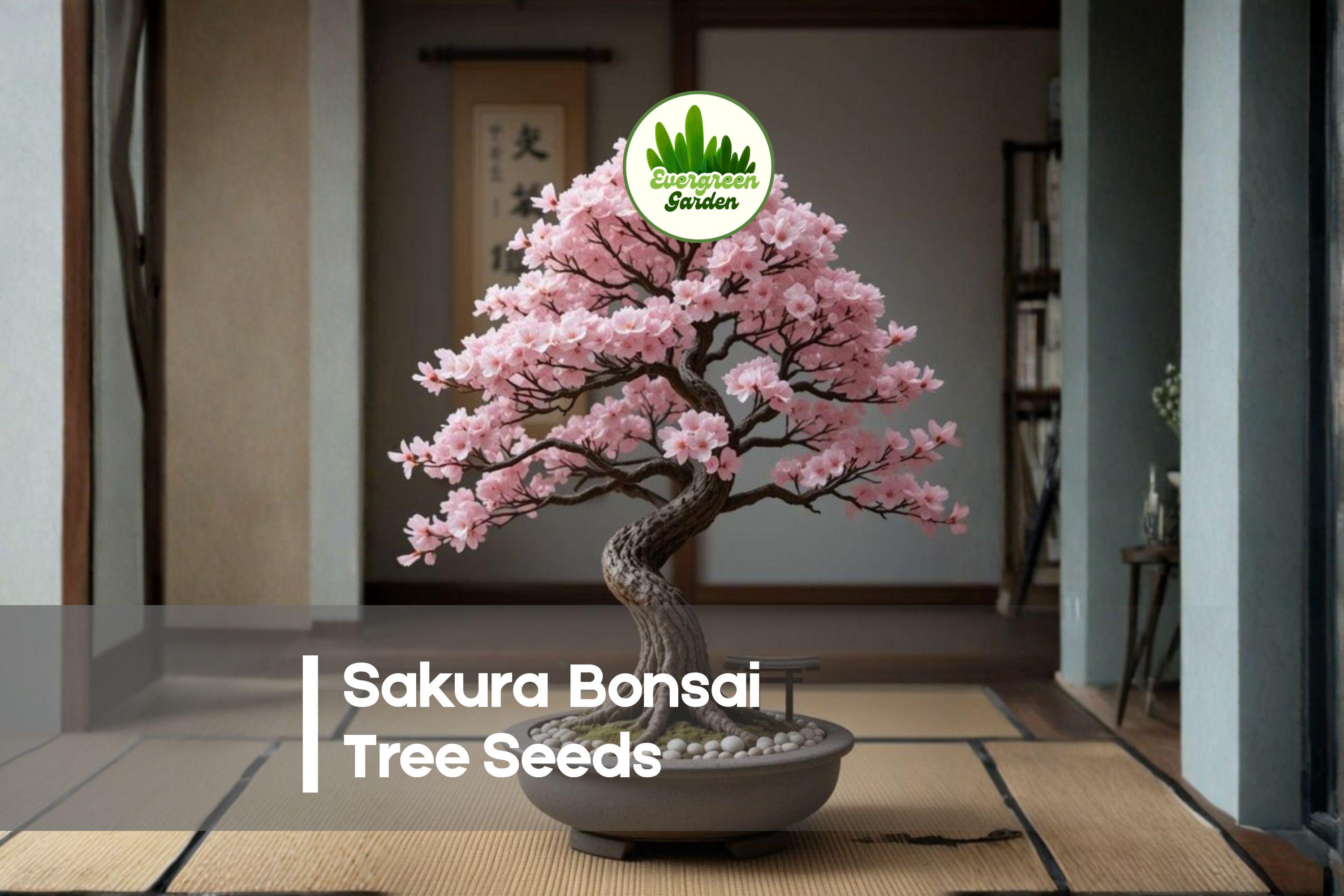 10 Sakura Bonsai Tree Seeds - Prunus serrulata Flowering Cherry Blossom Seeds for Bonsai, Patio Pots & Garden Displays