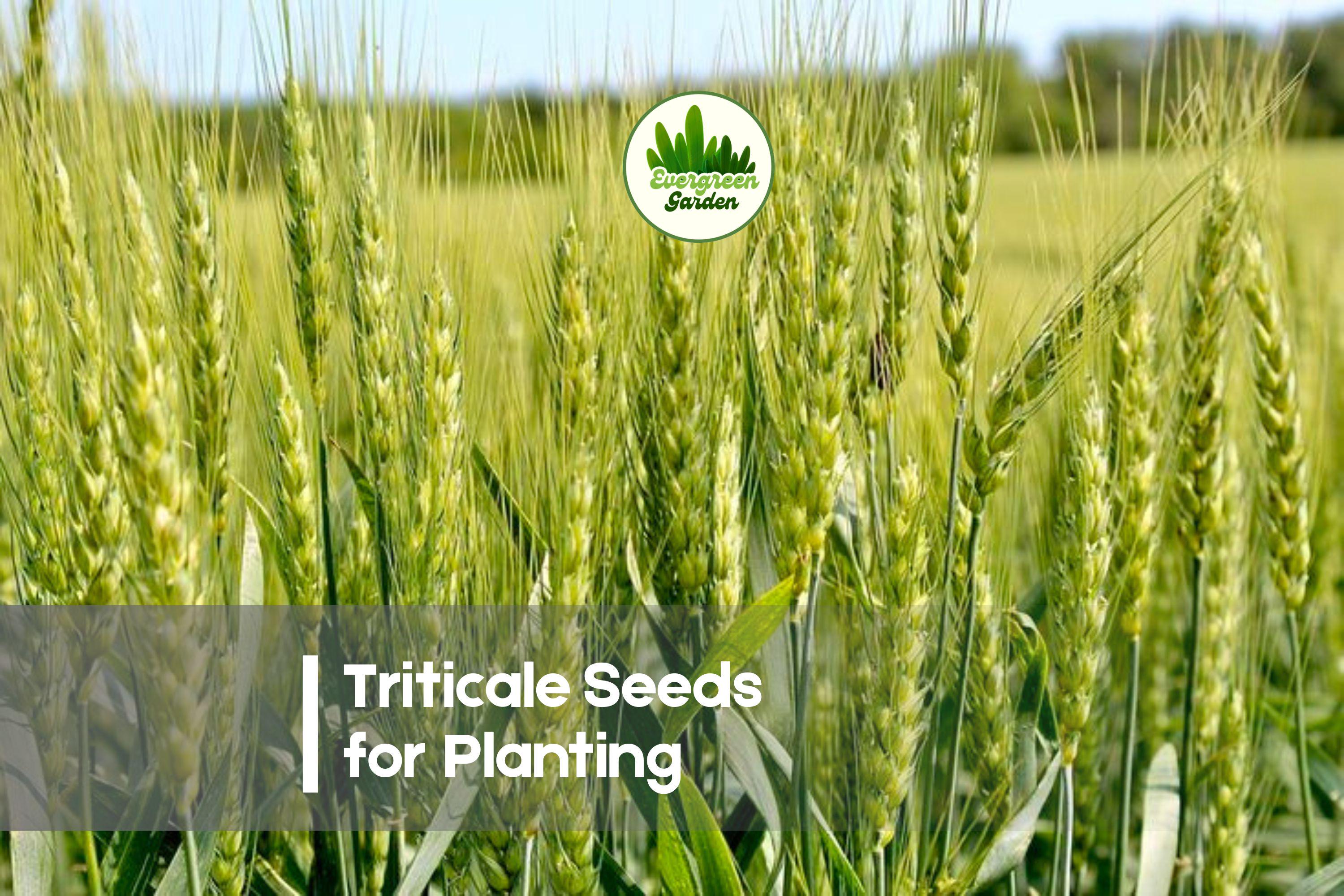 Triticale Seeds for Planting – Hybrid Grain, Cover Crop, Soil Improvement – × Triticosecale