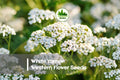 White Yarrow Wildflower Seeds – 1000 Premium Achillea millefolium Perennial for Gardens, Meadows & Borders
