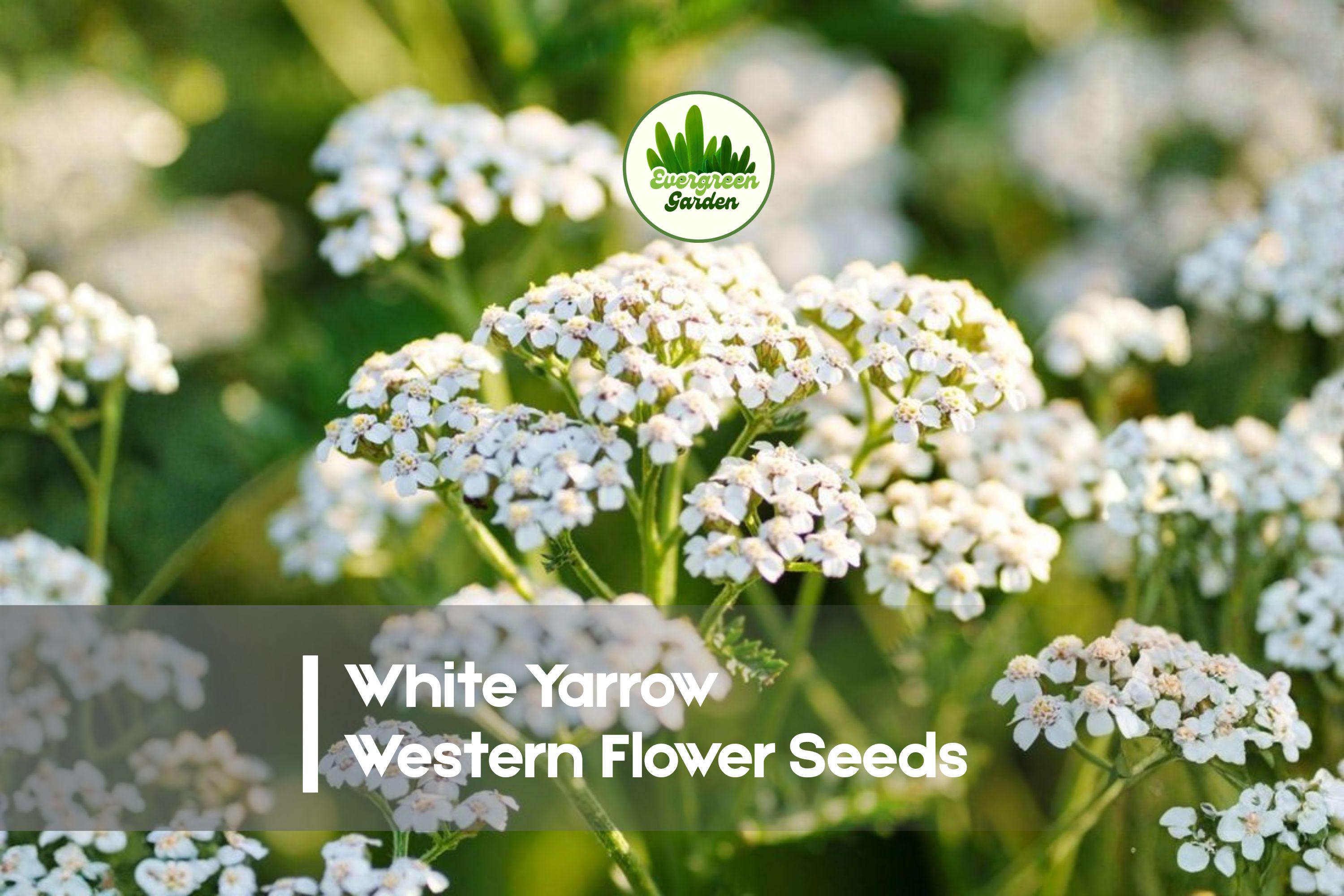 White Yarrow Wildflower Seeds – 1000 Premium Achillea millefolium Perennial for Gardens, Meadows & Borders