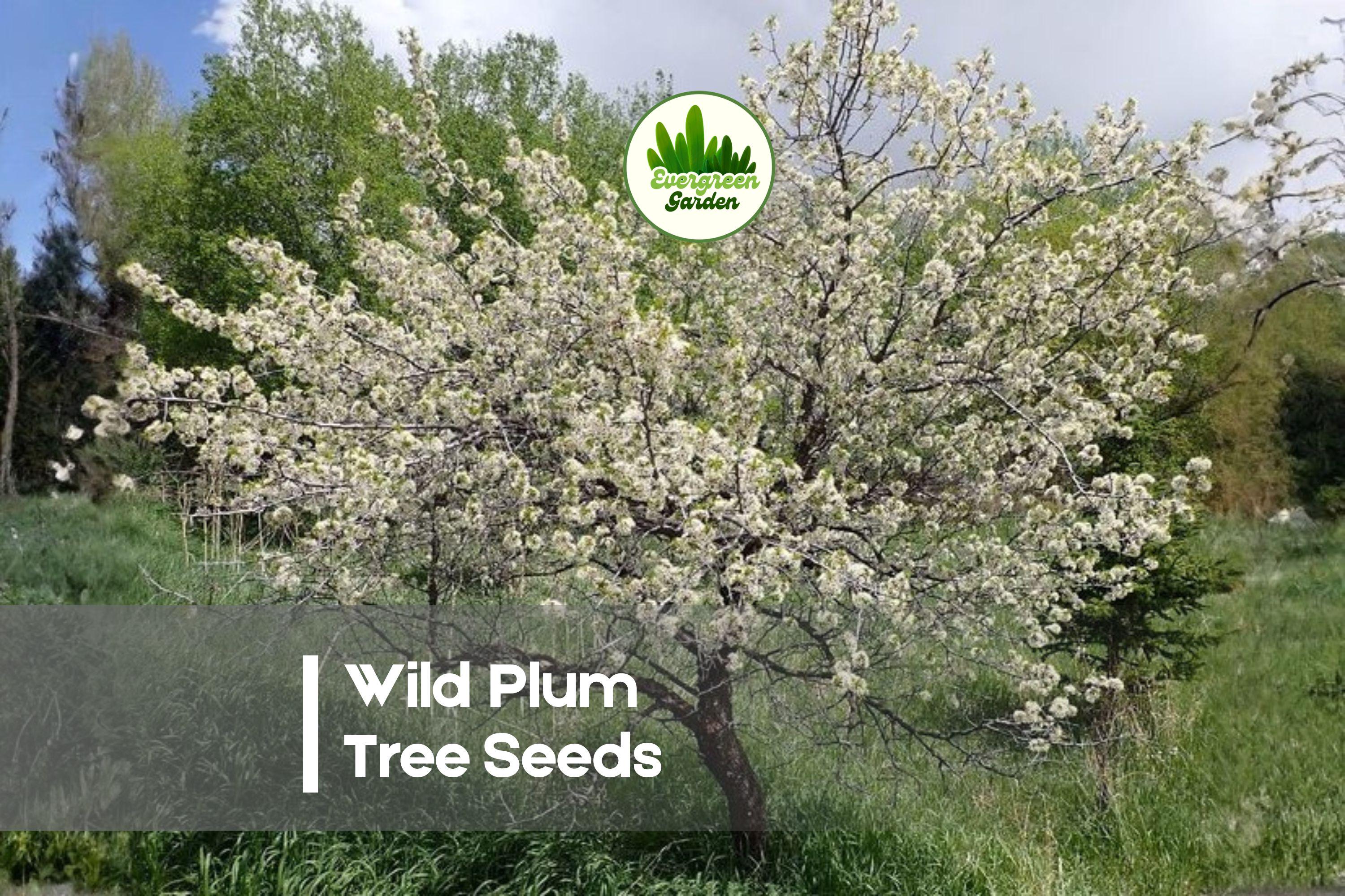 Wild Plum Tree Seeds - Prunus umbellata Native Deciduous Ornamental with Fragrant Spring Blooms and Small Purple Plums