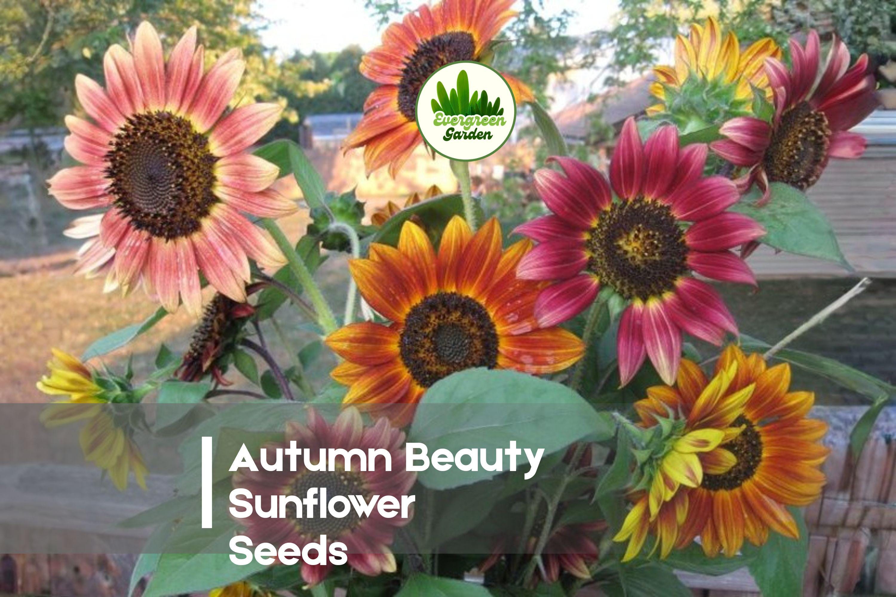 100 Autumn Beauty Sunflower Seeds, Helianthus annuus, Multi-Branching, Fall Color Mix, Garden, Cut Flowers