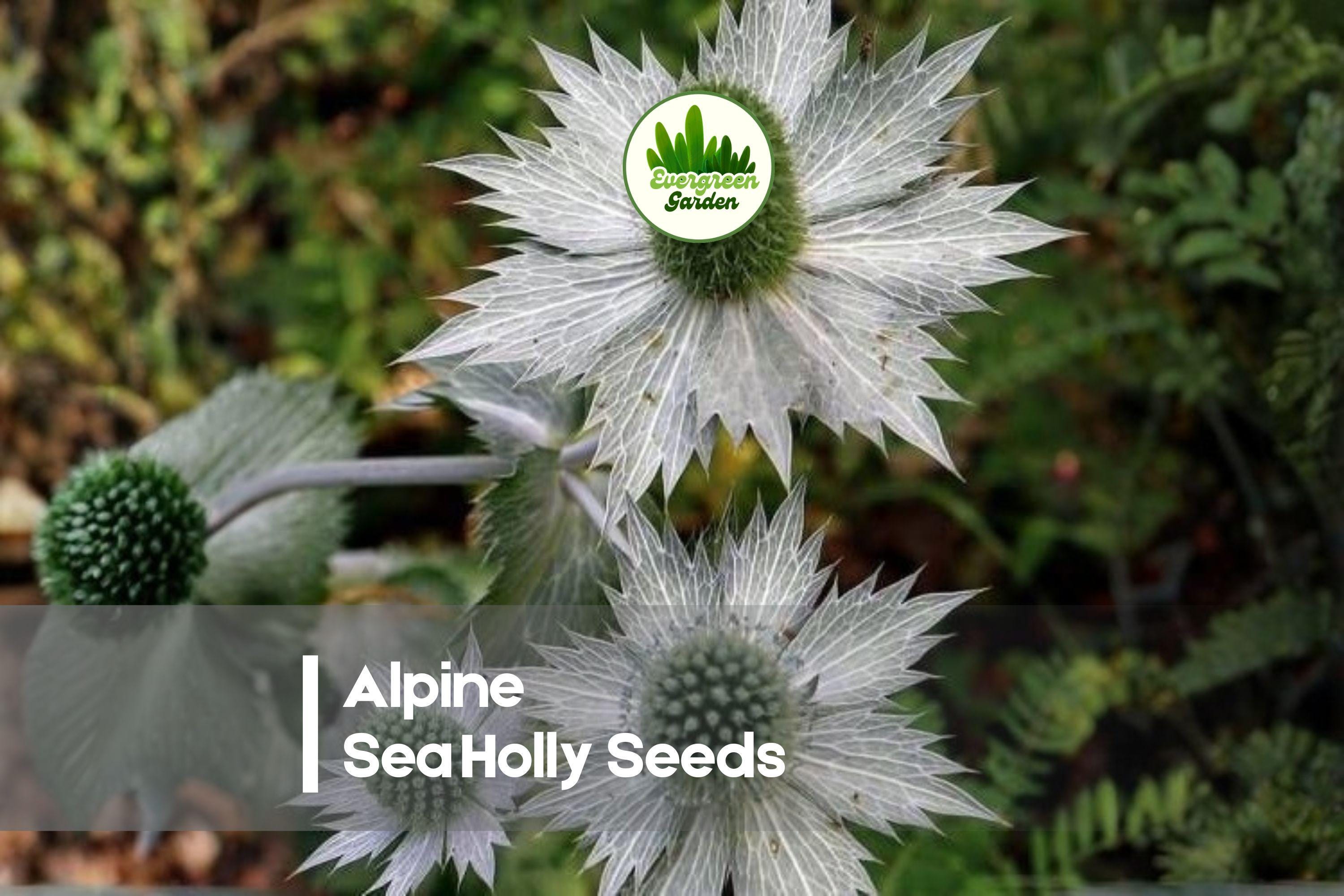50 Alpine Sea Holly Seeds - Eryngium alpinum Drought Tolerant Ornamental Perennial for Borders & Cut Flowers