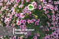 Rose of Sharon Seedlings – Hibiscus syriacus Flowering Shrub for Hedges, Borders, Garden Landscaping