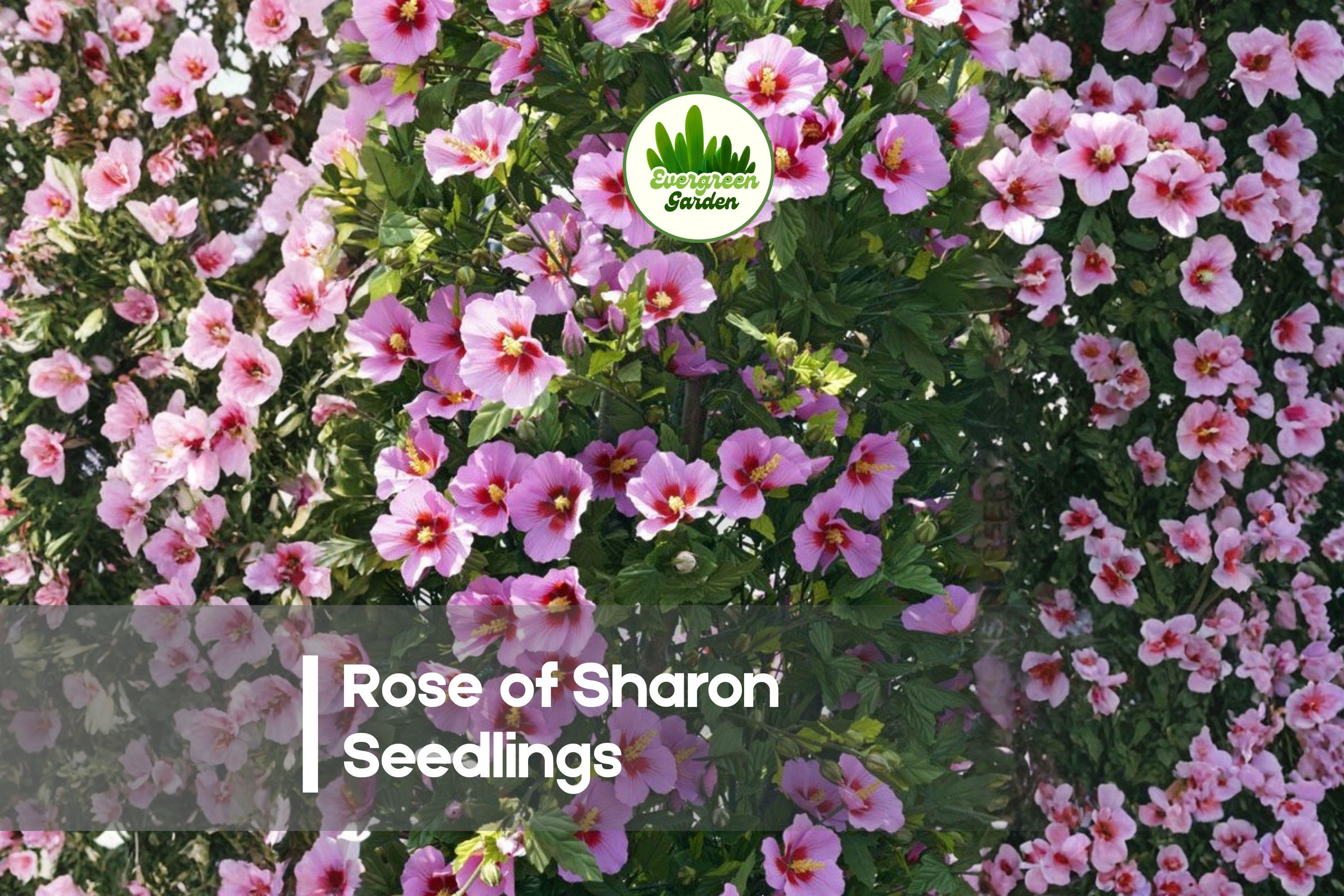 Rose of Sharon Seedlings – Hibiscus syriacus Flowering Shrub for Hedges, Borders, Garden Landscaping