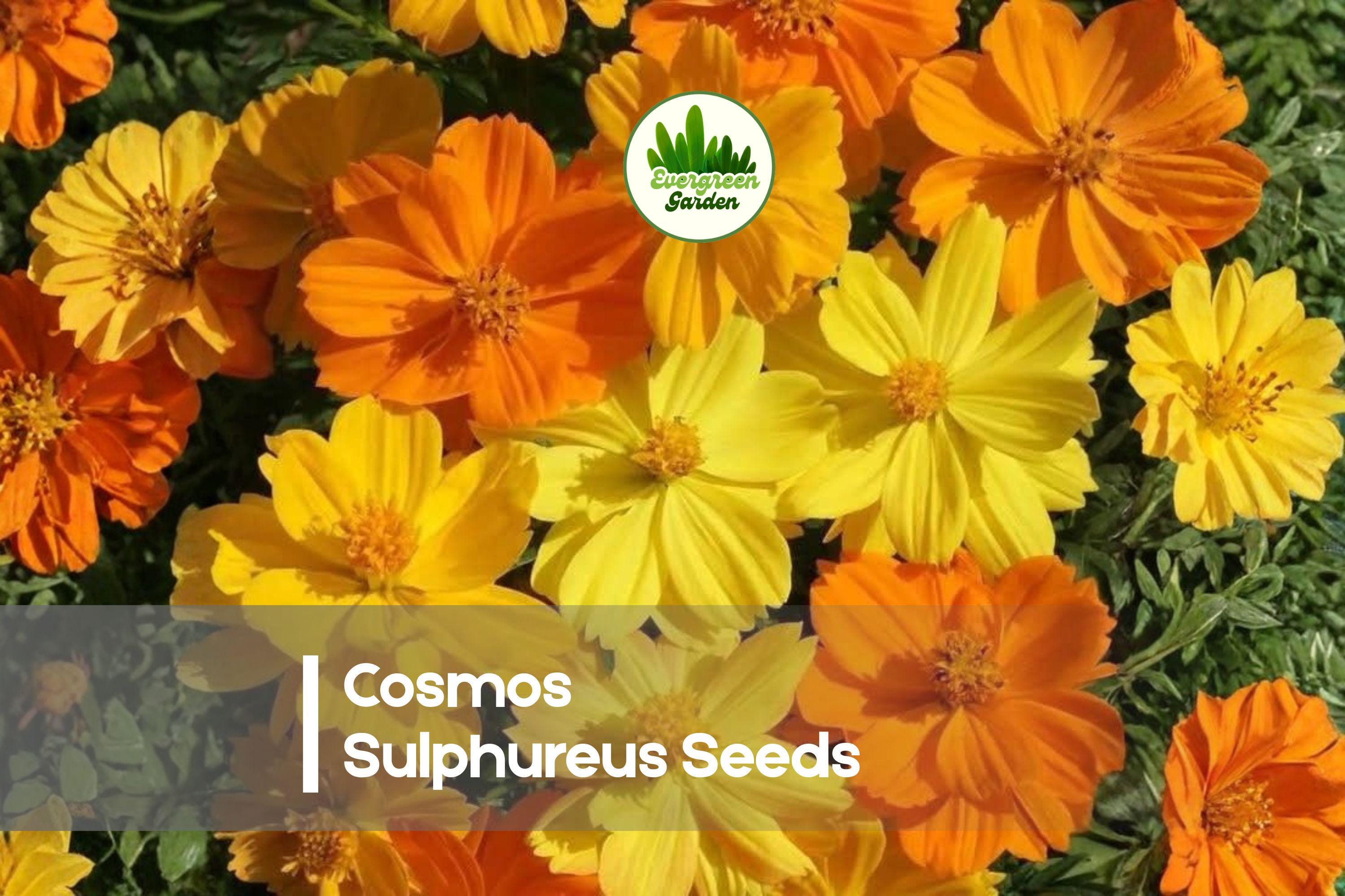 1000 Cosmos sulphureus Seeds - Bright Lights Mix, Vibrant Yellow, Orange & Red Annual Flowers for Borders, Beds & Pollinator Gardens