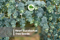 Heart Eucalyptus Seeds – Eucalyptus petraea, Ornamental Tree with Heart-Shaped Leaves, Easy to Grow, Landscaping, Evergreen