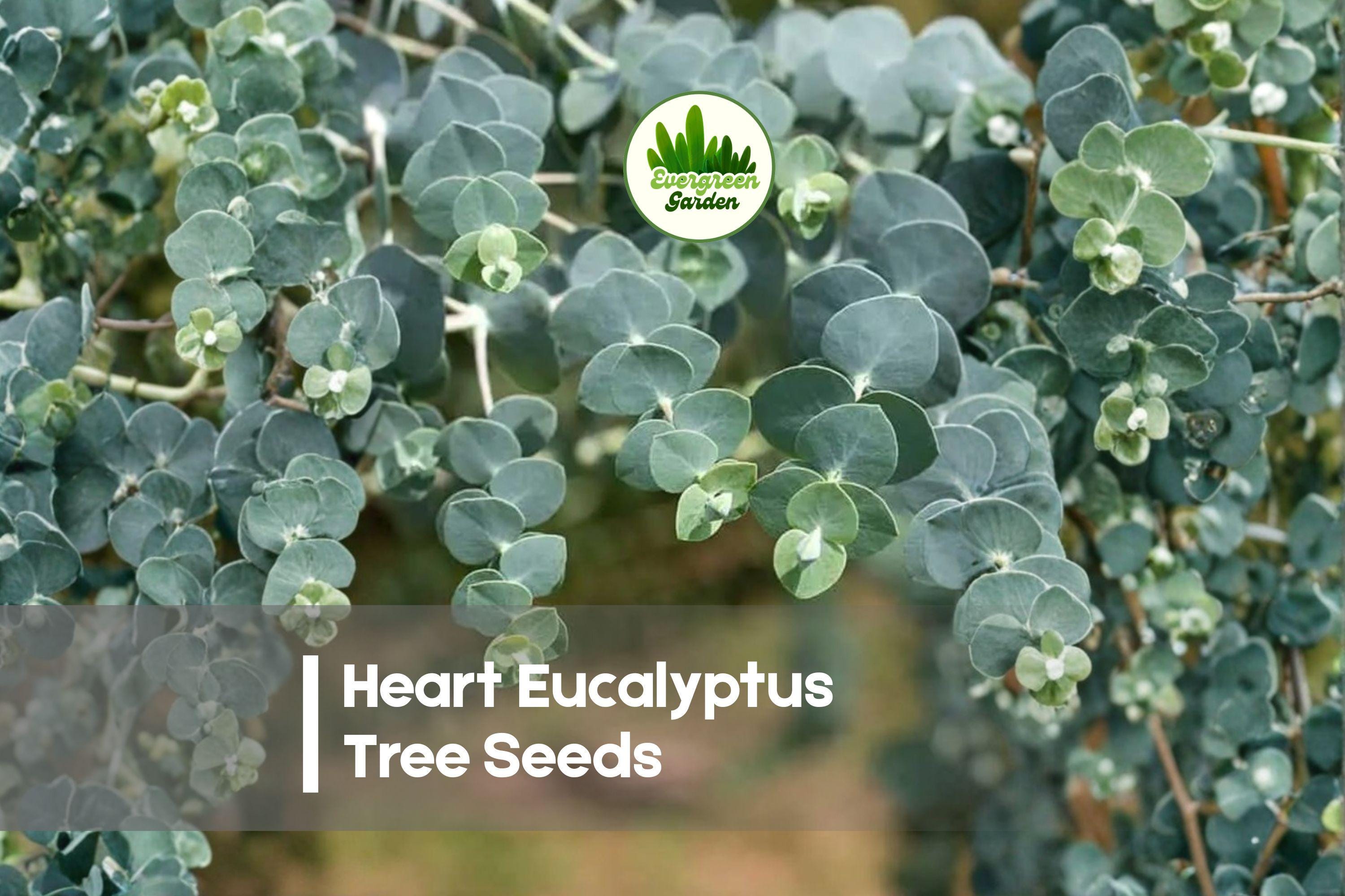 Heart Eucalyptus Seeds – Eucalyptus petraea, Ornamental Tree with Heart-Shaped Leaves, Easy to Grow, Landscaping, Evergreen
