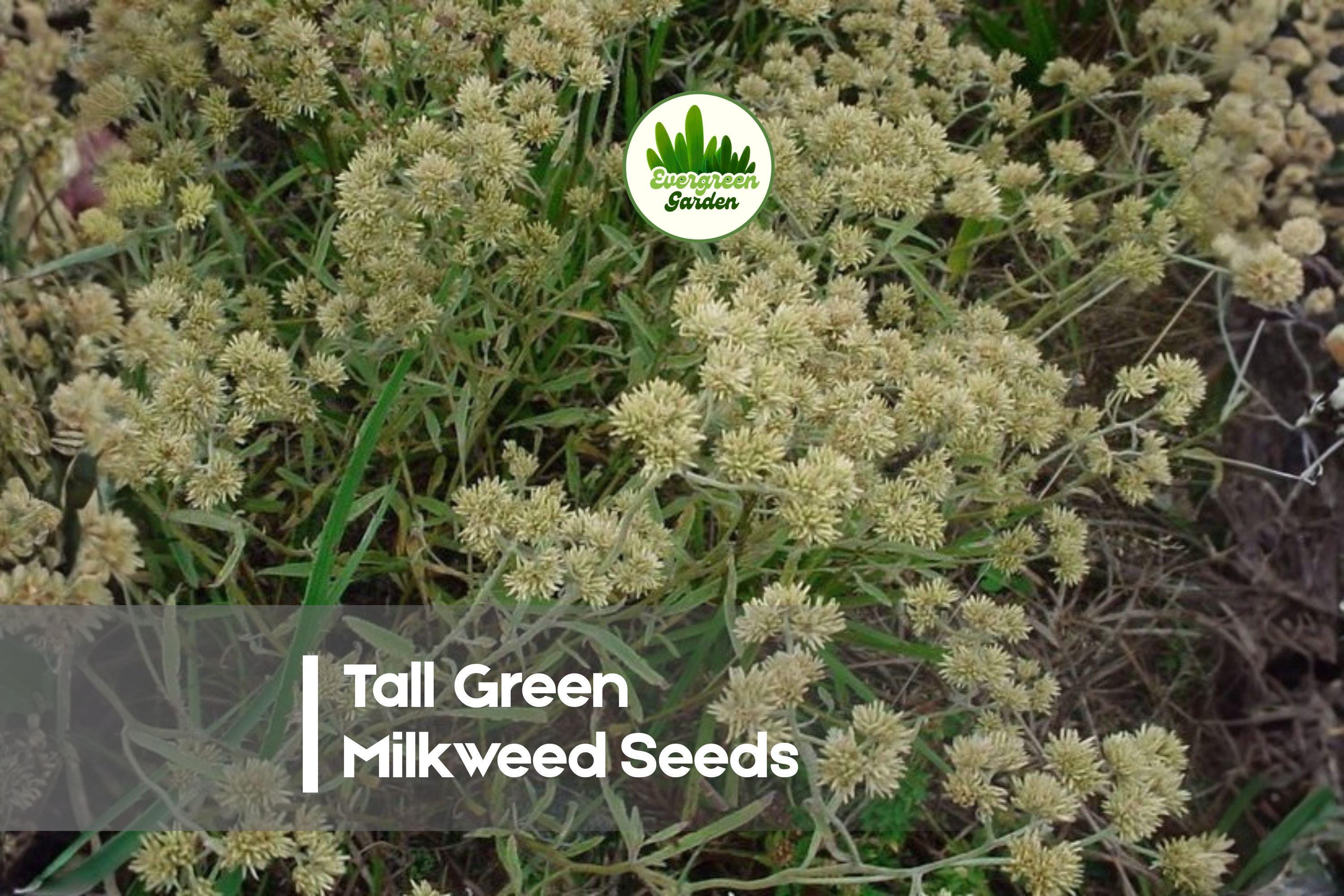 Tall Green Milkweed Seeds - Native Perennial Asclepias hirtella for Wildflower Gardens & Pollinator Attracting