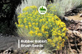 Rubber Rabbit Brush Seeds, 100 Pack, Drought Tolerant Perennial Shrub, Bright Yellow Flowers, Native Pollinator Plant, Ericameria nauseosa