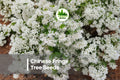 10 Chinese Fringe Tree Seeds, Ornamental Deciduous Flowering Tree, White Fringe Blooms, Chionanthus retusus, Garden Landscaping