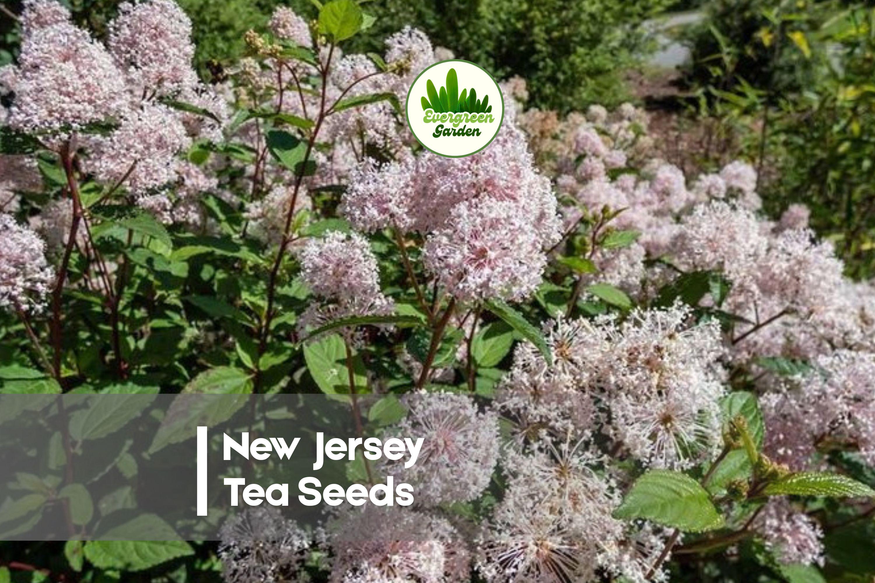 50 New Jersey Tea Seeds - Ceanothus americanus Flowering Shrub for Native Gardens, Pollinator Attracting, Drought Tolerant
