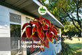 Red Velvet Coleus Seeds - 50 Pack, Vibrant Deep Red Foliage, Shade Garden, Indoor & Outdoor Pots, Coleus scutellarioides