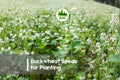 Buckwheat Seeds for Planting - Cover Crop, Pollinator Garden, Grain - Fagopyrum esculentum