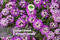 Dwarf Sweet Alyssum Seeds - Royal Carpet Lobularia maritima for Ground Cover, Borders, Containers, Fragrant Blooms
