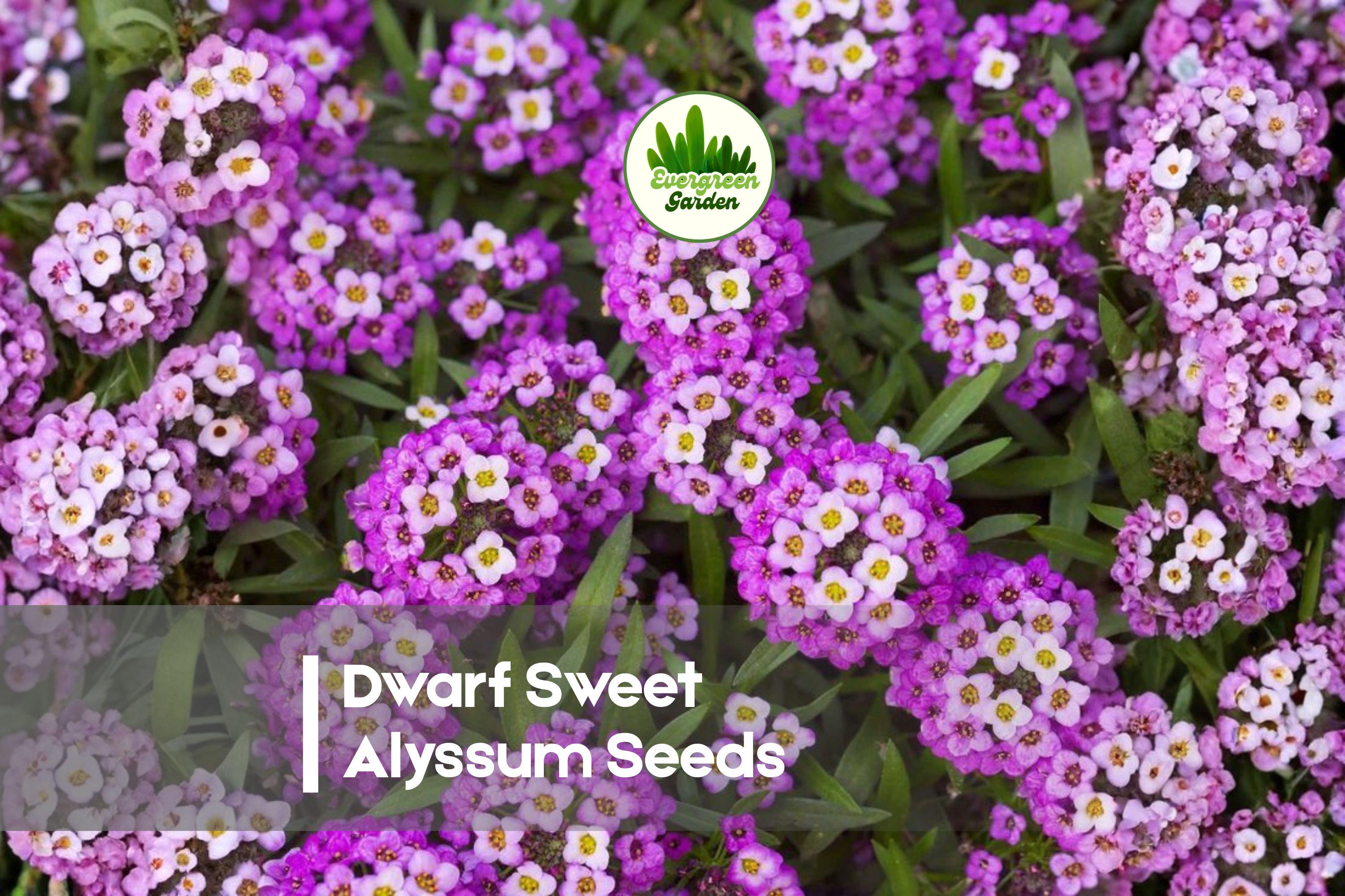 Dwarf Sweet Alyssum Seeds - Royal Carpet Lobularia maritima for Ground Cover, Borders, Containers, Fragrant Blooms