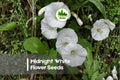 25 Midnight White Flower Seeds – Elegant White Blooms for Gardens & Containers, Ornamental Annual, Mixed Species