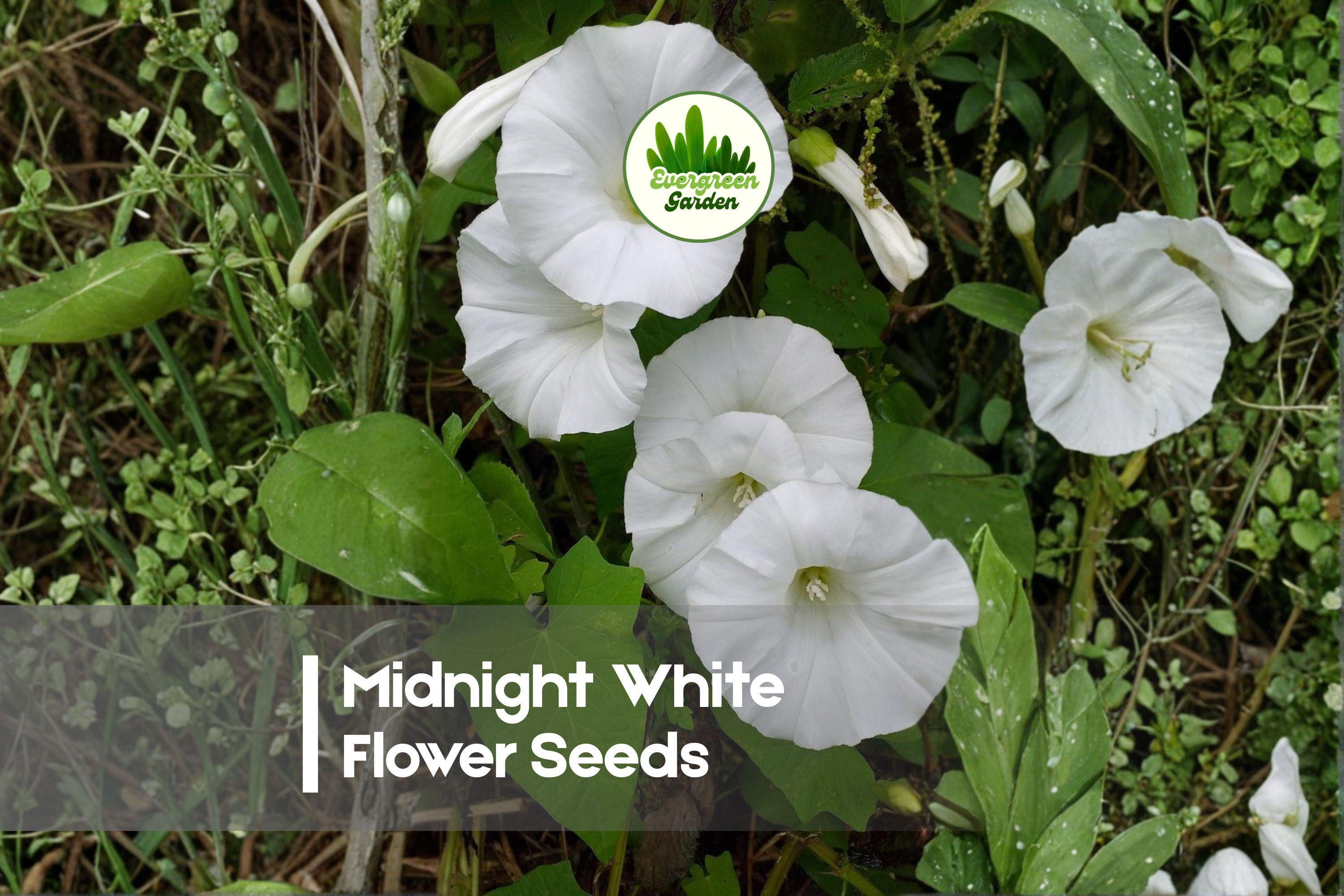 25 Midnight White Flower Seeds – Elegant White Blooms for Gardens & Containers, Ornamental Annual, Mixed Species