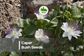 30 Caper Bush Seeds - Capparis spinosa Drought-Tolerant Mediterranean Shrub with White Flowers for Dry Gardens & Containers