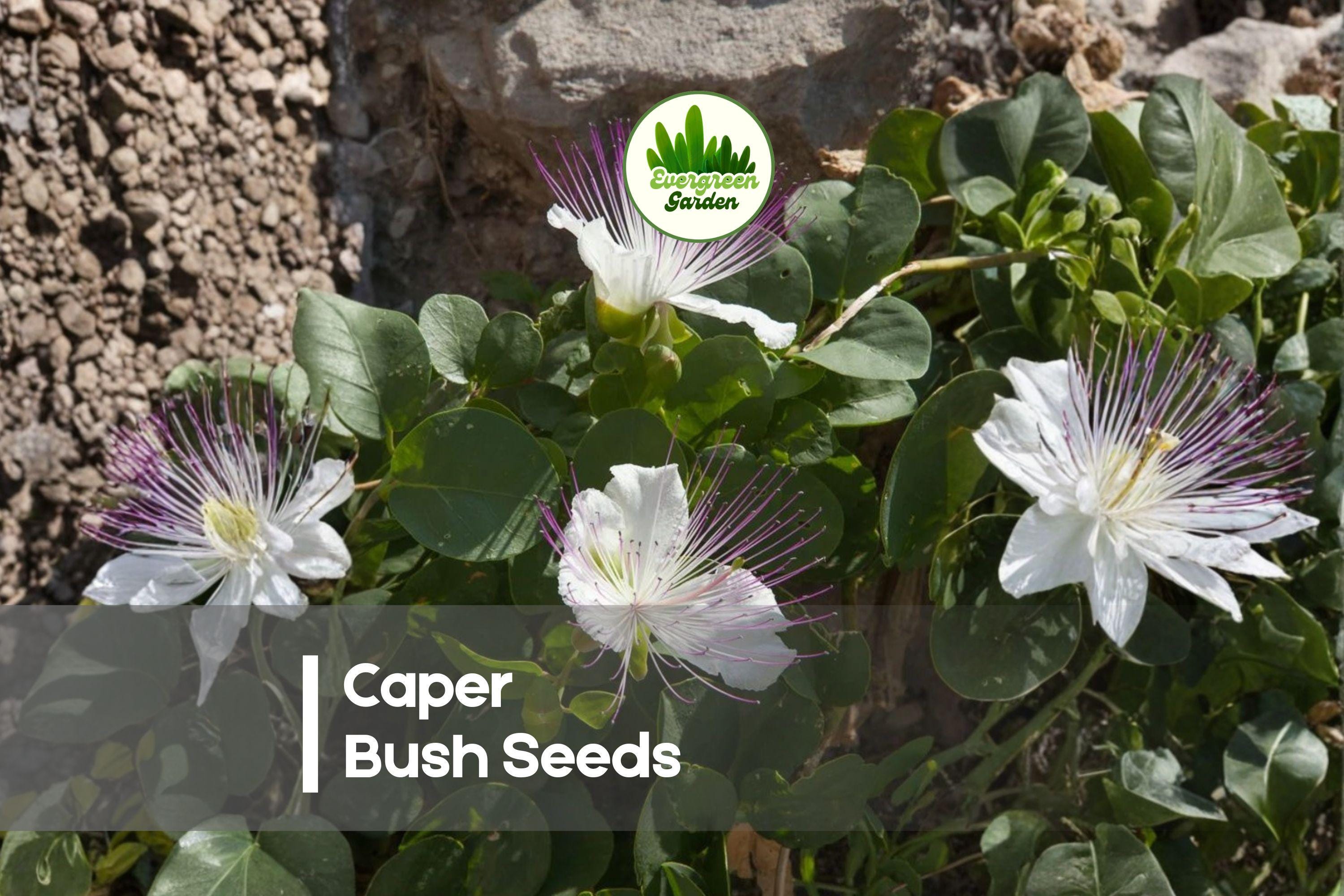30 Caper Bush Seeds - Capparis spinosa Drought-Tolerant Mediterranean Shrub with White Flowers for Dry Gardens & Containers