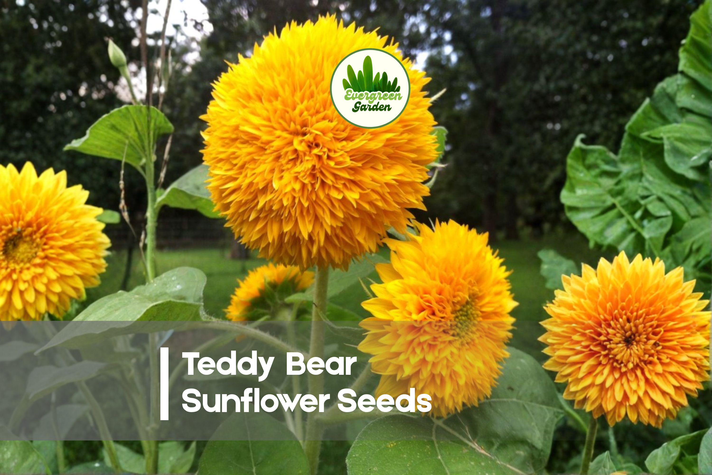 50 Teddy Bear Sunflower Seeds - Dwarf Helianthus annuus with fluffy pom-pom blooms for containers, borders, and small gardens