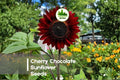 Cherry Chocolate Sunflower Seeds - 50 Pack, Helianthus annuus, Deep Red to Chocolate Blooms, Pollinator Friendly, Cut Flower
