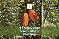 Fresh Theobroma cacao Seeds – Tropical Cacao Tree for Planting, Exotic Fruit Tree, Green Foliage
