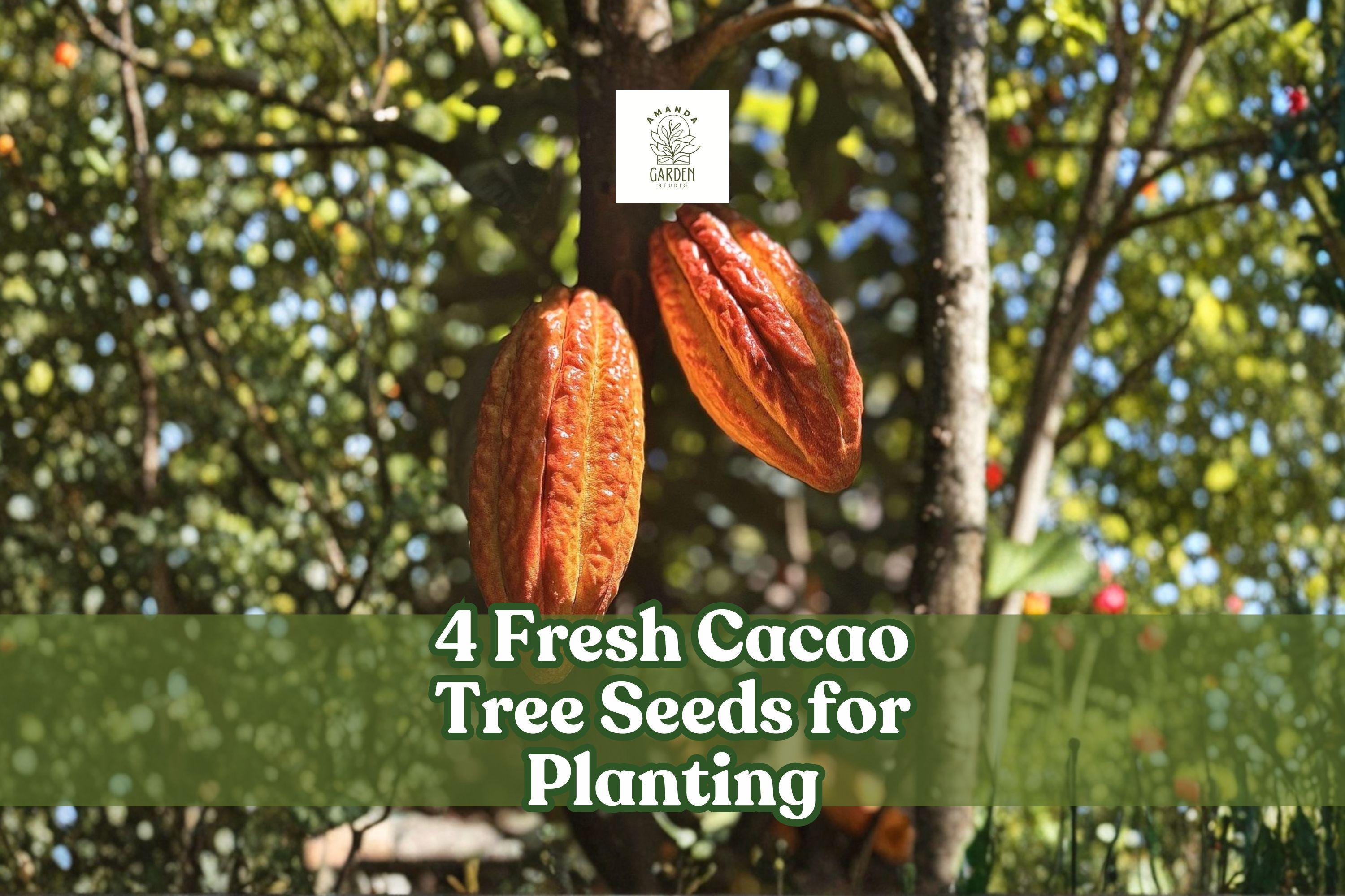 Fresh Theobroma cacao Seeds – Tropical Cacao Tree for Planting, Exotic Fruit Tree, Green Foliage