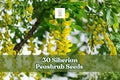 30 Siberian Peashrub Seeds | Caragana arborescens | Hardy Flowering Shrub with Yellow Blooms for Gardens & Landscaping