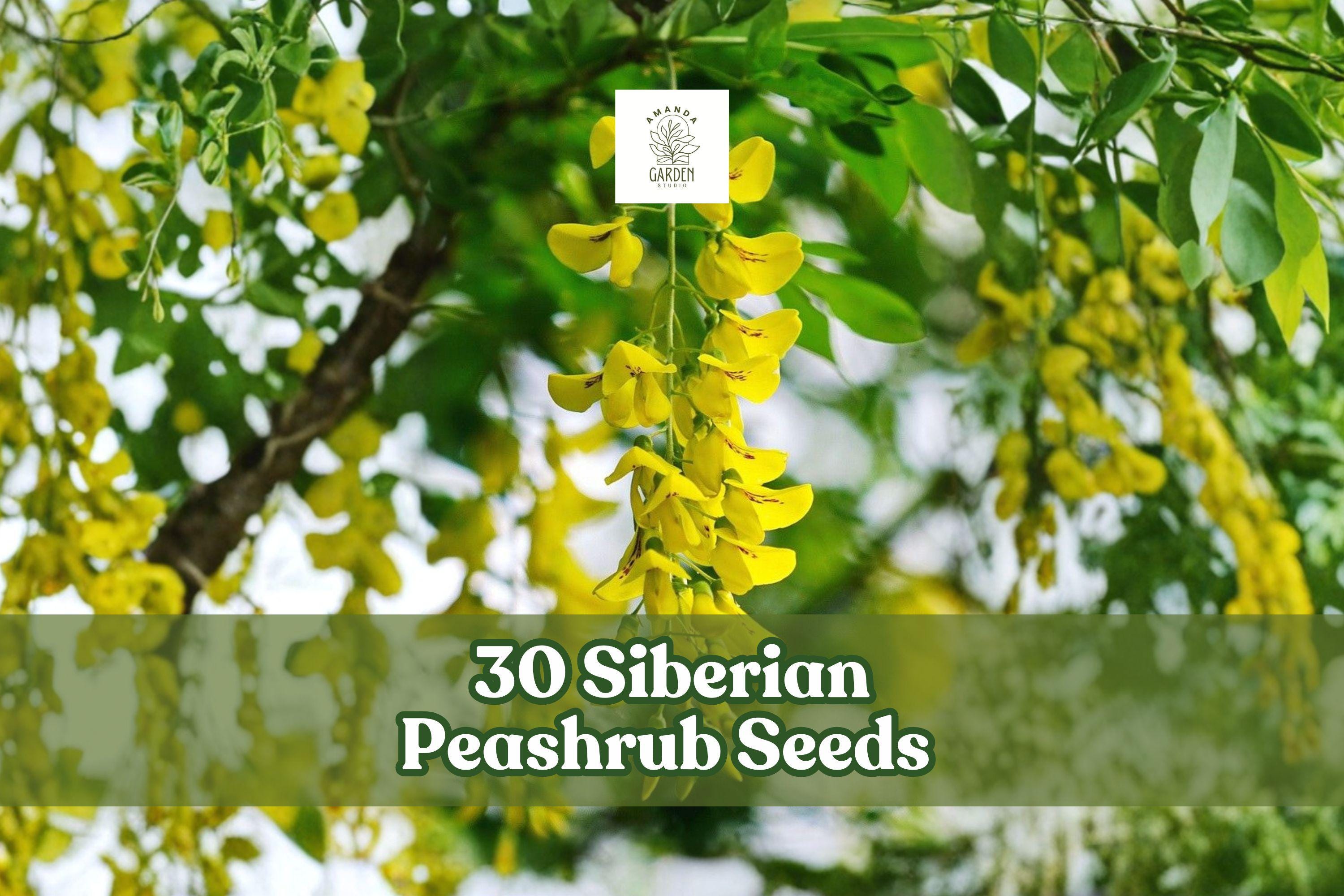 30 Siberian Peashrub Seeds | Caragana arborescens | Hardy Flowering Shrub with Yellow Blooms for Gardens & Landscaping