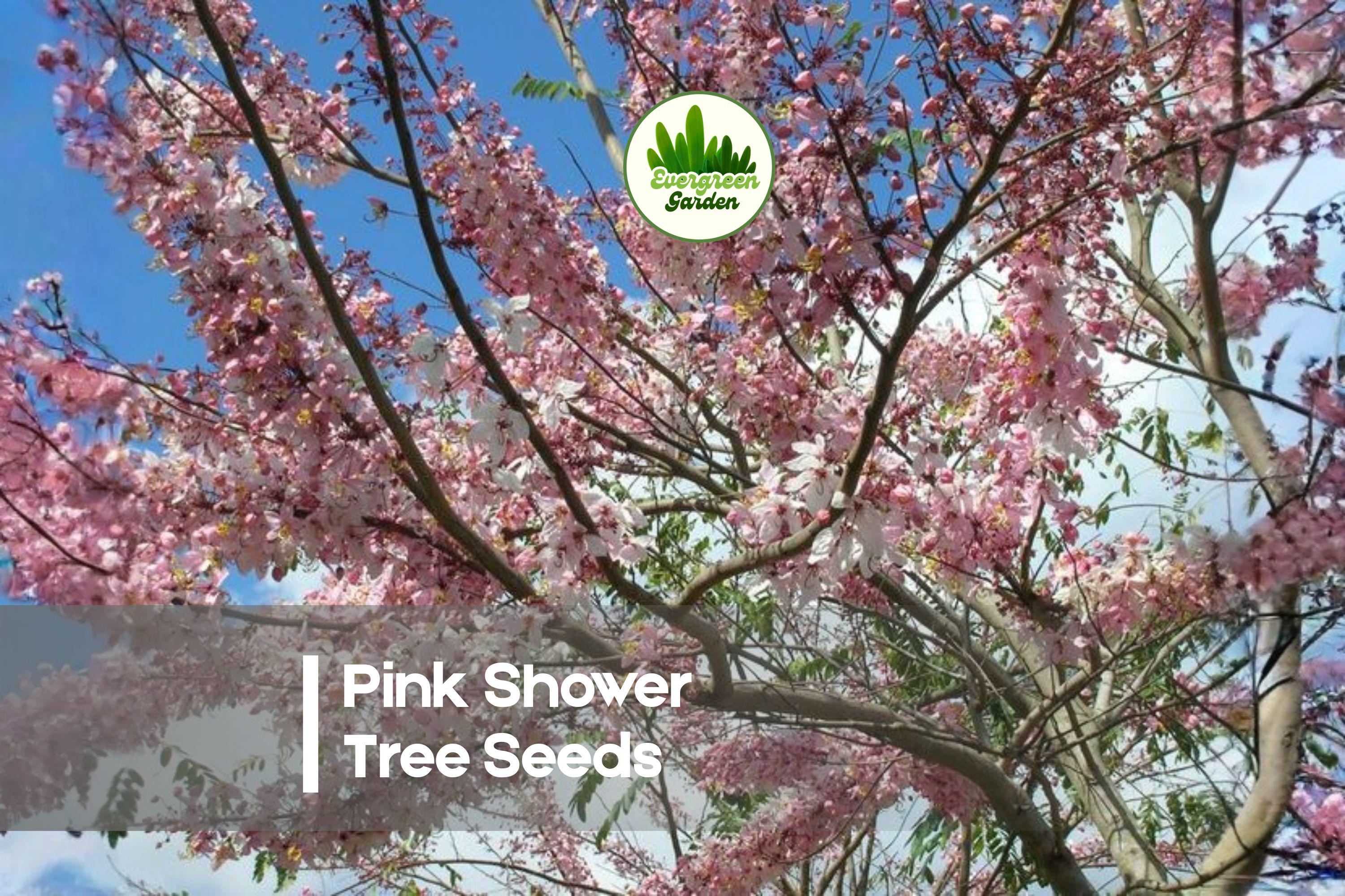 Pink Shower Tree Seeds - Cassia grandis Ornamental Flowering Tree with Cascading Pink Blooms, Tropical Garden Plant