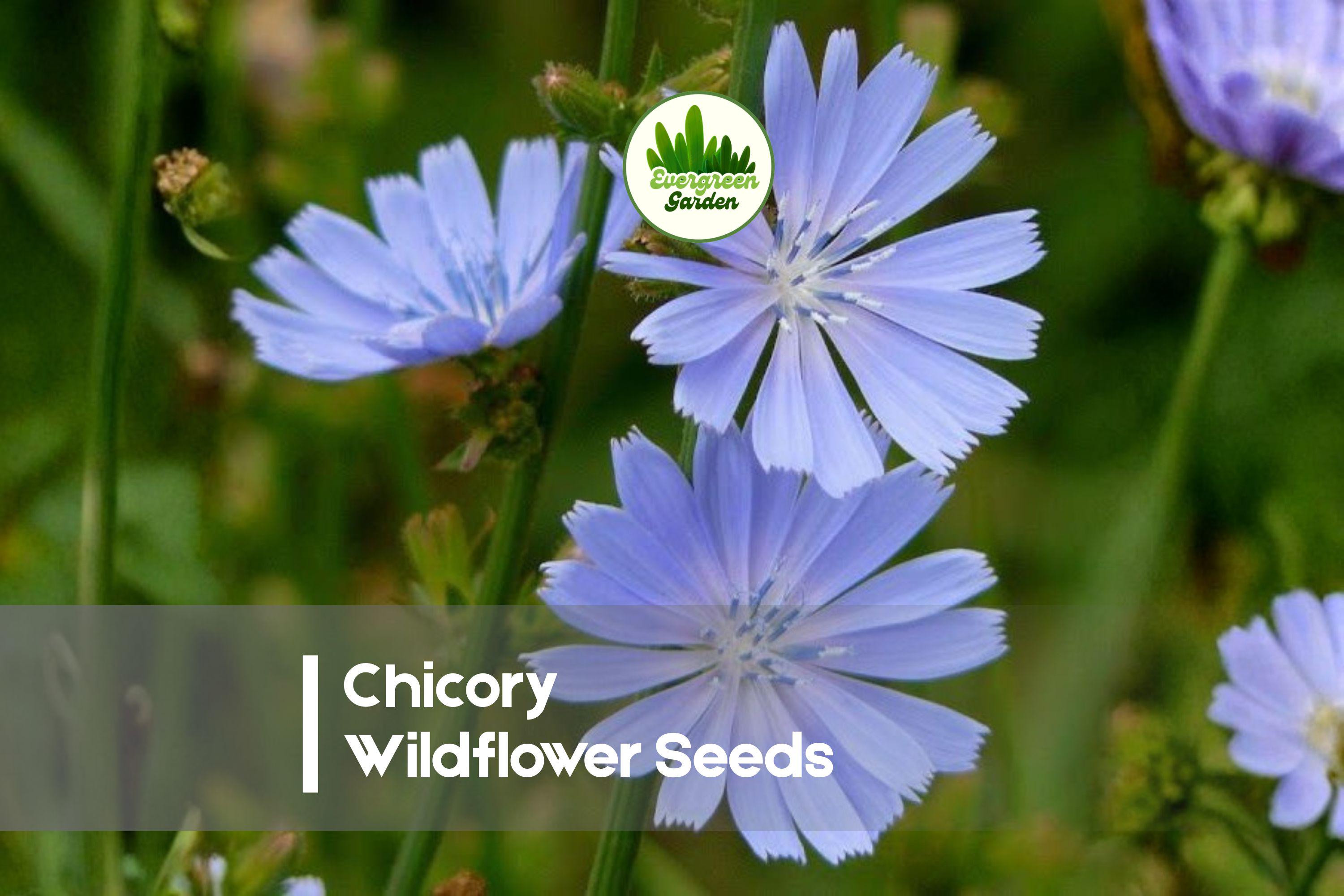 Chicory Wildflower Seeds - Blue Perennial Pollinator-Friendly Cichorium intybus for Meadows & Gardens