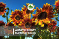 Autumn Beauty Sunflower Seeds – 50 Pack, Warm Fall Colors, Tall Branching Helianthus annuus, Pollinator Friendly, Garden & Cut Flowers