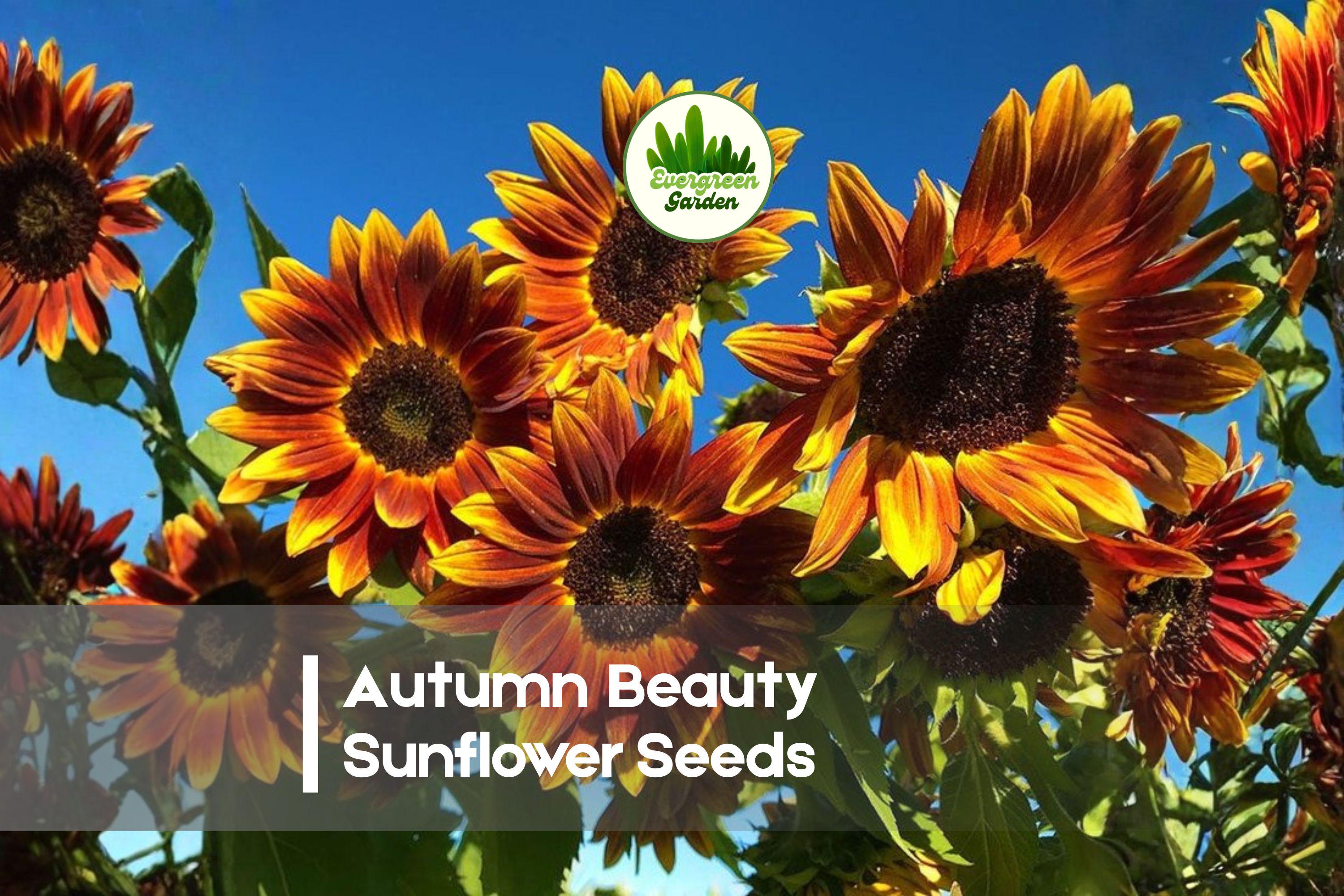 Autumn Beauty Sunflower Seeds – 50 Pack, Warm Fall Colors, Tall Branching Helianthus annuus, Pollinator Friendly, Garden & Cut Flowers